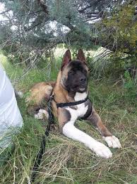 Akita puppies for sale in california select a breed. Image Result For American Akita Puppy Akita Dog Akita Puppies American American Akita