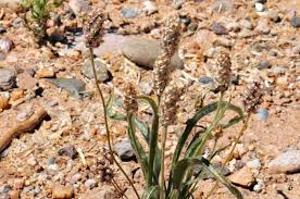 Image result for Plantago