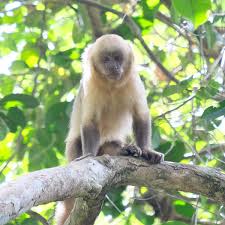 Check spelling or type a new query. Golden Bellied Capuchin Wikipedia