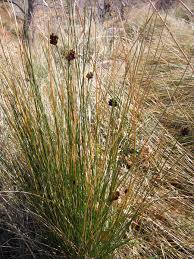 Image result for Thesium nigricans