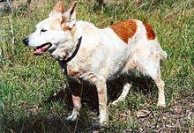 The australian cattle dog (acd), or simply cattle dog, is a breed of herding dog originally developed in australia for droving cattle over long distances across rough terrain. Australian Cattle Dog Wikipedia