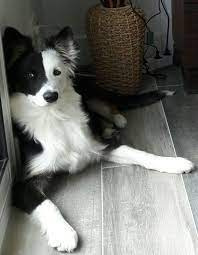 Pin By Marion Jochems On Border Collie Collie Dog Dogs Border Collie Dog