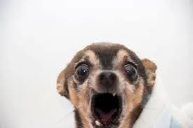 A dog licking his lips. Dog Keeps Licking Lips And Swallowing What Does This Mean Petdt