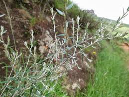 Image result for Athrixia