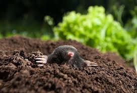 Due to the complicated tunnel systems made by them, they are popularly known as garden pests. What Is The Fastest Way To Get Rid Of Moles In Your Yard