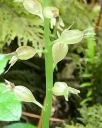 Image result for Nesaea cordata