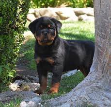 If you would like to experience the gift of owning a rottweiler, let dkv rottweilers 24+ years of experience match the perfect rottweiler puppy to your family and home environment. Akc Rottweiler Puppies For Sale Near Me Cheap Buy Online
