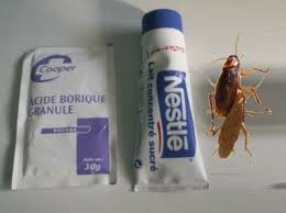 Solution magique contre les cafards. Epingle Sur Astuces