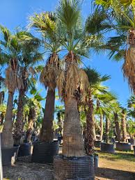 Image result for Washingtonia filifera