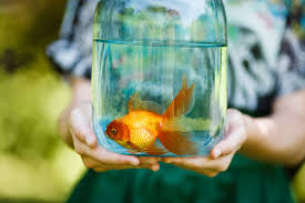 Koi fish symbolism (pronounced coy fish) is common in both chinese culture and feng shui, depicted on artwork, clothing, tattoos, and even with live fish used in landscape design. How To Make Your Home Stress Free
