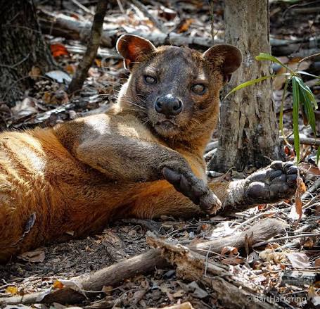Meet the fosa, Madagascar's largest predator