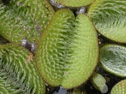Image result for Salviniaceae