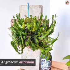 Image result for Angraecum distichum