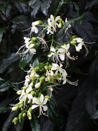Image result for Clerodendrum abilioi