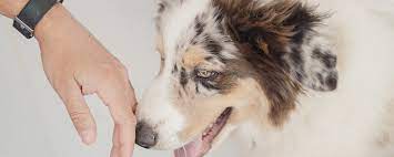 We develop strong bonds with our pets. How To Survive The Loss Of A Pet After Euthanasia Tips To Comfort A Friend