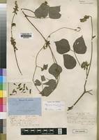 Image result for Rhynchosia luteola