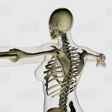 These are joints formed by the lateral borders of the sternum and the costal cartilages of of all the joints of the rib cage, these joints have the largest amount of ligaments crossing and stabilizing them. Three Dimensional View Of Female Upper Back And Skeletal System Stock Photo Dissolve