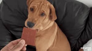 Explore and share the best fat dog gifs and most popular animated gifs here on giphy. Low Fat Lamb Jerky Cachorro Gif On Gifer By Ceregelv