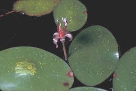 Image result for Brasenia