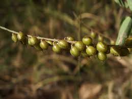 Image result for Indigofera sordida