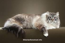 Siberian Cat Weight Lifespan Food Care And Pictures In 2020 Siberian Cat Cat Breeds Giant Cat Breed