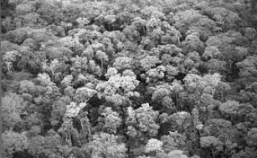 Image result for Vernonia kirungae