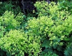 The texture of coleus brings shade gardens richness and beauty: Plants For Shade