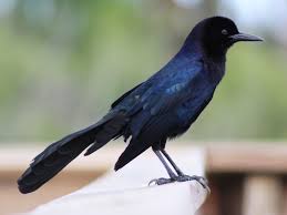 Black Bird With Blue Neck Ontario Boat Tailed Grackle Quiscalus Major Birds Of The World In 2020 Grackle Ornithology Bird Species