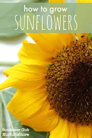 Can you grow sunflowers in a pot? How To Grow Sunflowers With Children Nurturestore