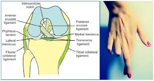 Er diagram stands for entity relationship diagram, also known as erd is a diagram that displays the relationship of entity sets stored in a database. Cruciate Ligaments Of Knee Mnemonics Epomedicine