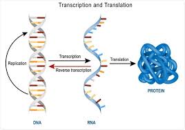 What is the most accurate dna test? Dna Interactions With Proteins