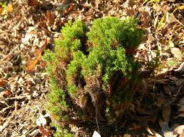 Shop for arborvitae shrubs online and ship directly to your door from the nursery Thuja Occidentalis American Arborvitae Eastern Arborvitae Eastern White Cedar Northern White Cedar North Carolina Extension Gardener Plant Toolbox