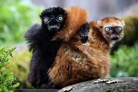 Blue Eyed Black Lemurs Lemur Primates Cute Animals Puppies