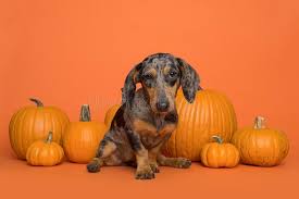 See more ideas about dachshund, wiener dog, doxie. Dachshund Thanksgiving Photos Free Royalty Free Stock Photos From Dreamstime