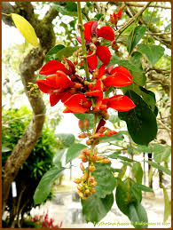 Image result for Erythrina fusca