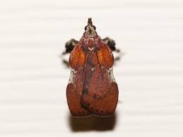 Image result for Nicolasia stenoptera