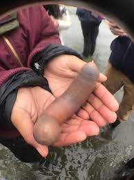 Pulsing penis