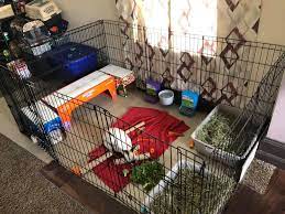 Rabbits like to rearrange their furniture. Rabbit Housing Options
