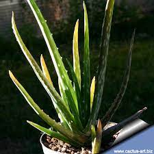 It's a great source of vitamin c, which you probably know is good for your immune system and also acts as an antioxidant. Aloe Vera
