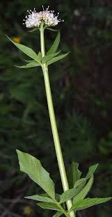 Image result for Valerianaceae