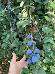 Also known as lemon plums, yellow plums are relatively smaller and rounder variety of plums that possess both yellow skin and flesh. Is This A Plum Tree Sorry Just Moved Into A New House And Trying To Identify Everything And When To Harvest Near Denver Gardening