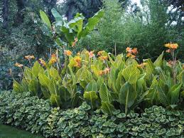There will be some rot that way though. Everything You Need To Know About Growing Cannas The Middle Sized Garden Gardening Blog