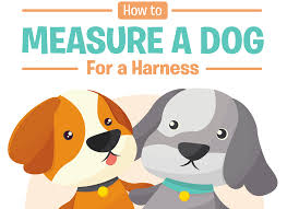 How To Measure A Dog For A Harness Easy Step By Step Guide