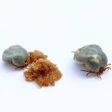 Brown dog tick treatment for pets is also an important prevention tool. What Do Tick Eggs Look Like Use This Helpful Guide