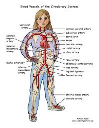 Thoracic and abdominal vasculature 3dsak10938d medical illustration this medical image was generated in 3d and depicts the thoracic vasculature. Arteries And Veins Coloring Page