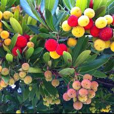 These fungi scavenge, store and share nutrients with roots of madrone trees. Strawberry Tree Also Known As The Pacific Madrone This One Is Located Outside Aquarium Bicycles In Monterey Califo Strawberry Tree Native Plants Madrone