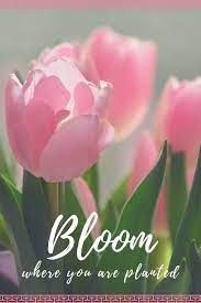 Bloom Where You Are Planted Tulips Quotes Motivational Flowers Tulips Quotes Flower Quotes Bloom Where You Are Planted