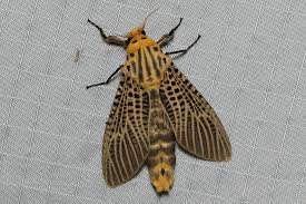 Image result for Cosmia diffinis