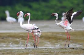 Image result for lesser flamingo
