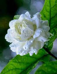 Jonas Lm Google Good Morning Flowers Beautiful Flowers Garden Jasmine Flower